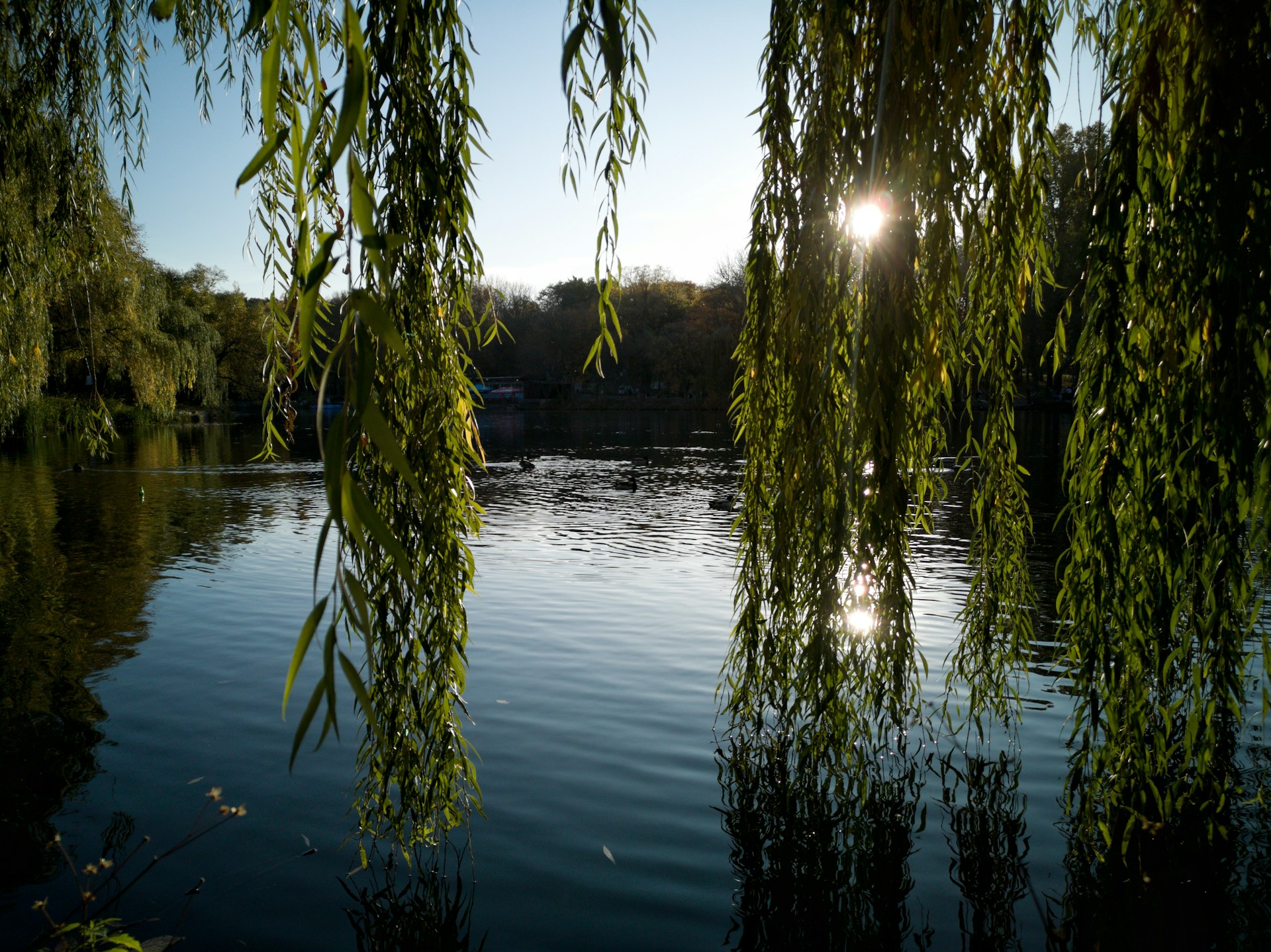 “Wish on a Willow” ARC Review